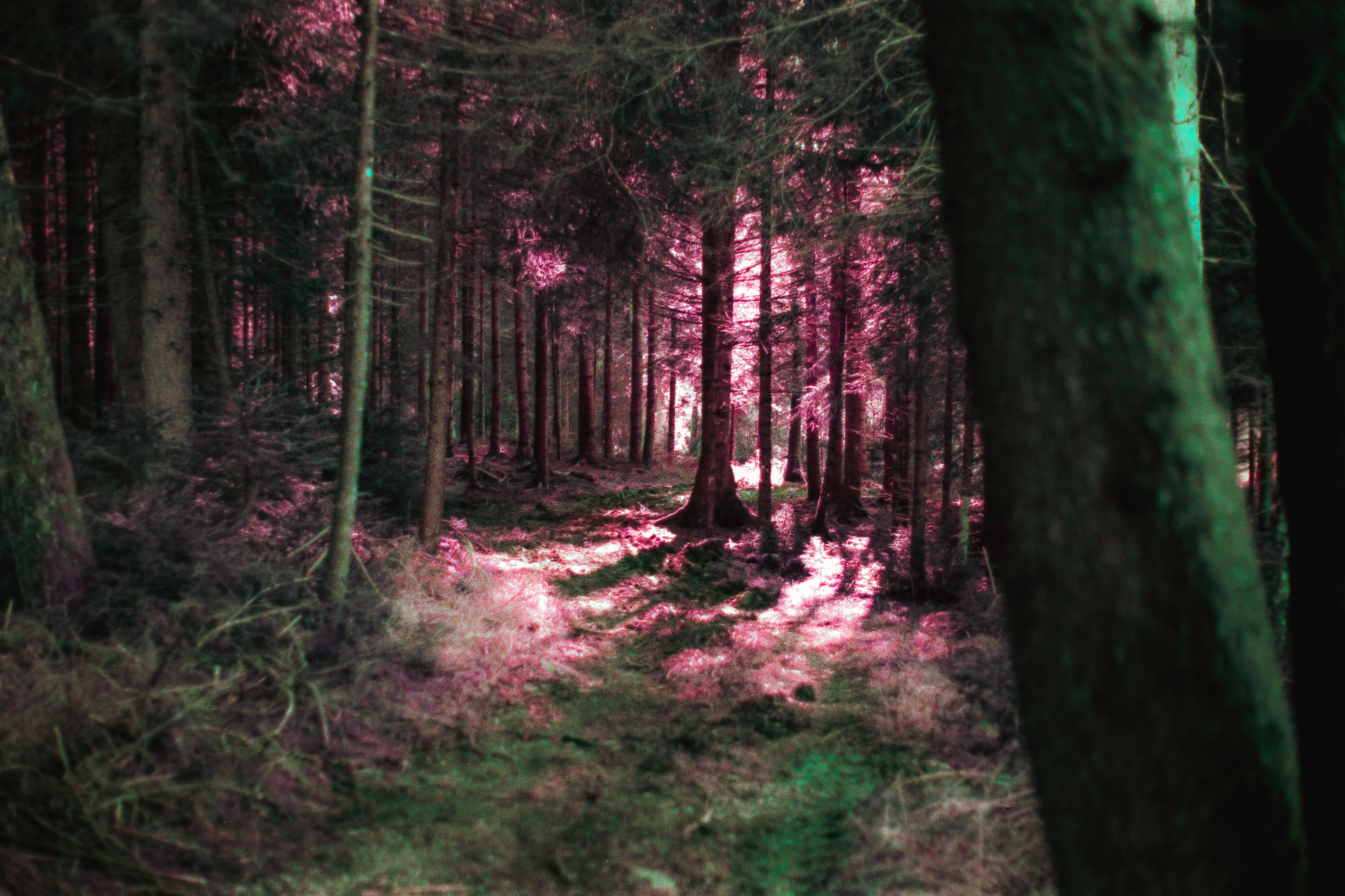 Das Bild gefällt mir. Wie das Licht durch die Bäume kommt und wie die Farben das ganze noch surrealer machen hat irgendwie was.